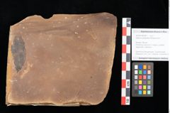 Foto (Objekt + Etikett) von Quercus palaeoilex Ettingshausen (NHMW-GEO-2024-0188-0871)